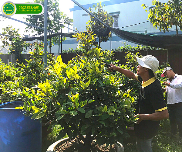 anh-cham-soc-mai-tet