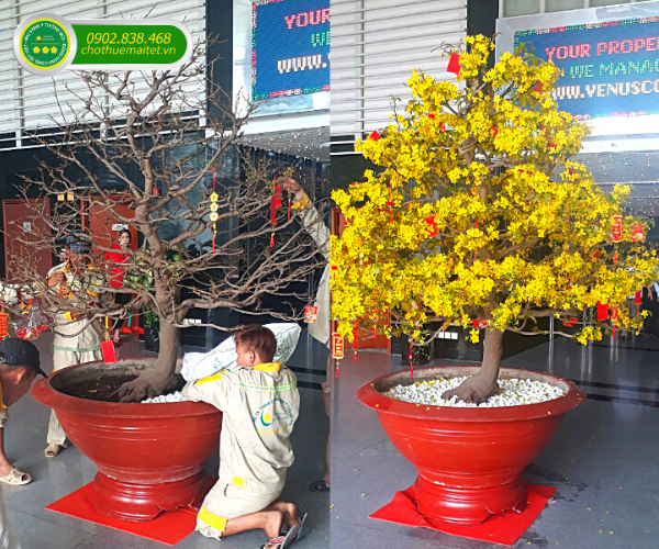 anh-van-chuyen-mai-tet