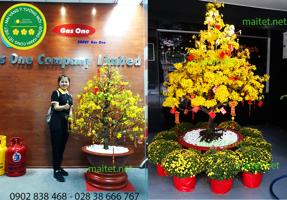 mai vàng chưng tết