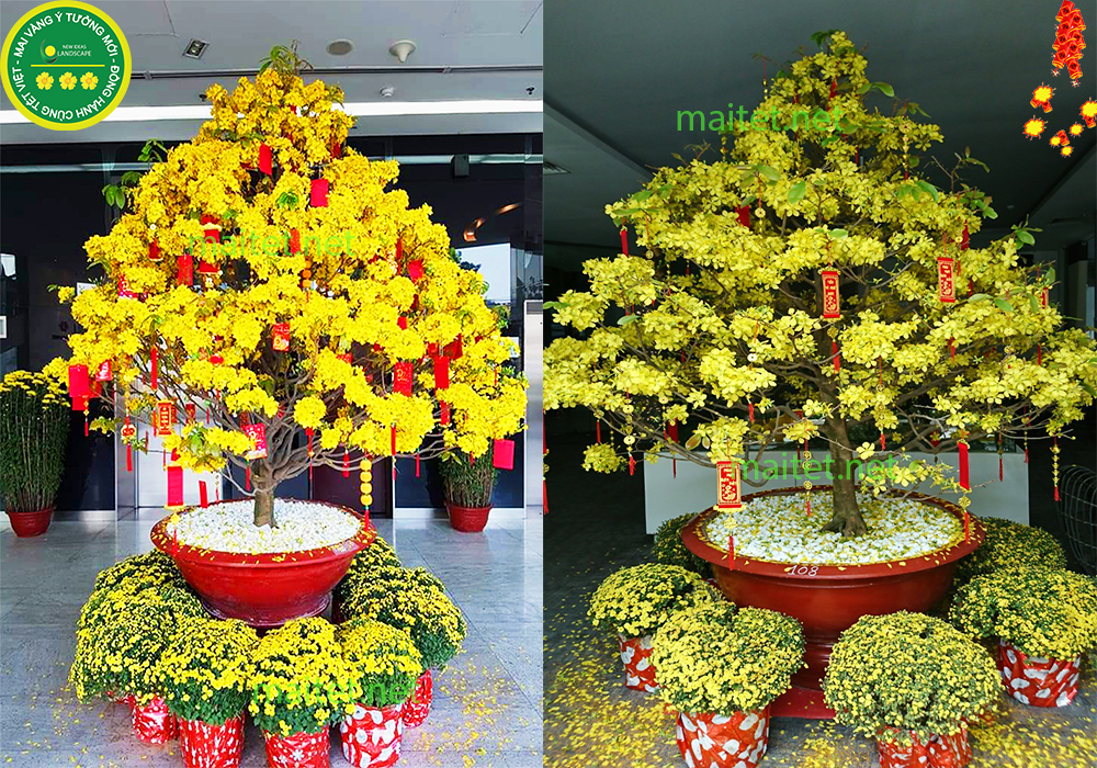 mai vàng chưng tết