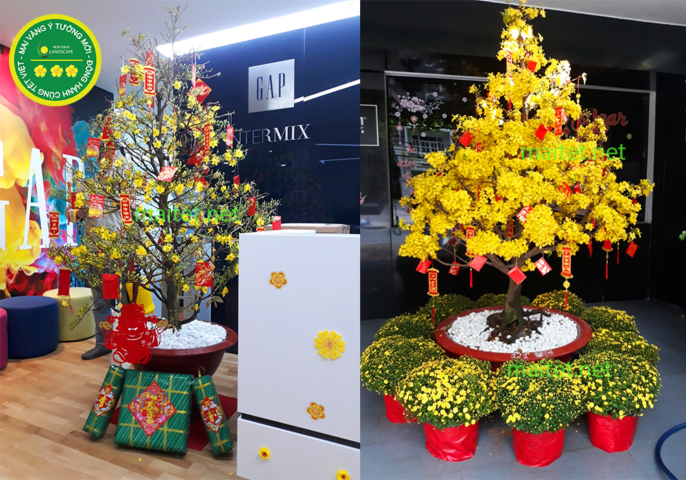 mai vàng ý tưởng mới