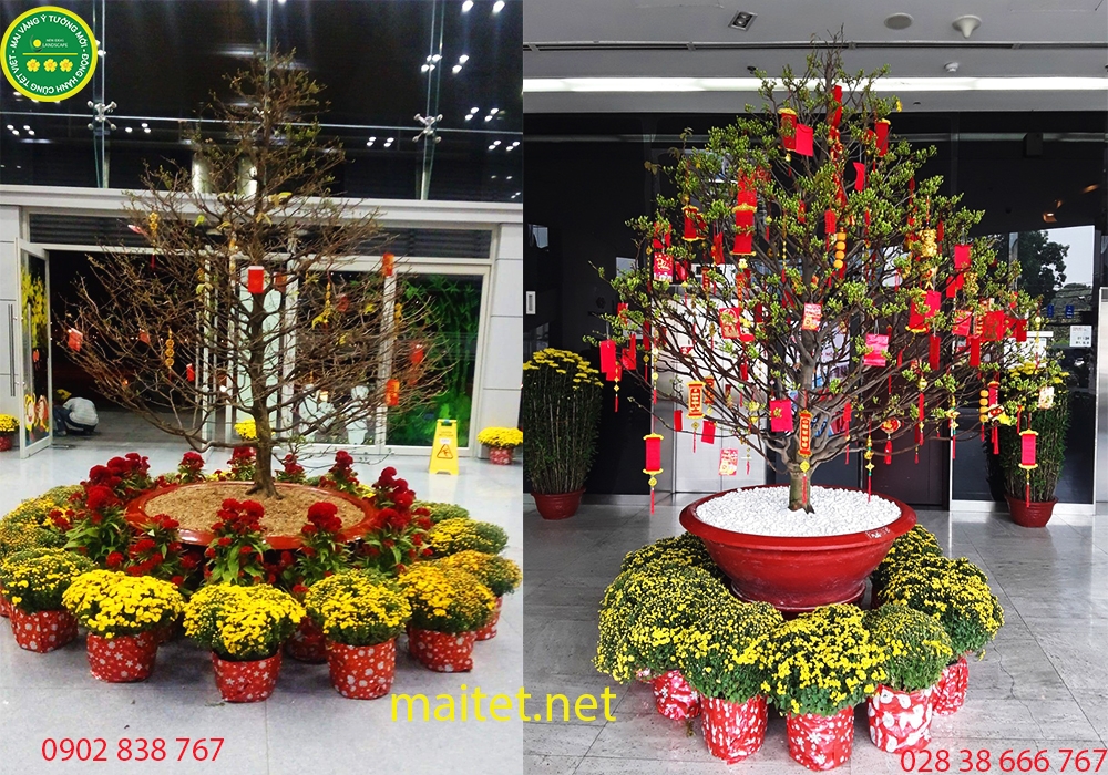 mai tết ý tưởng mới