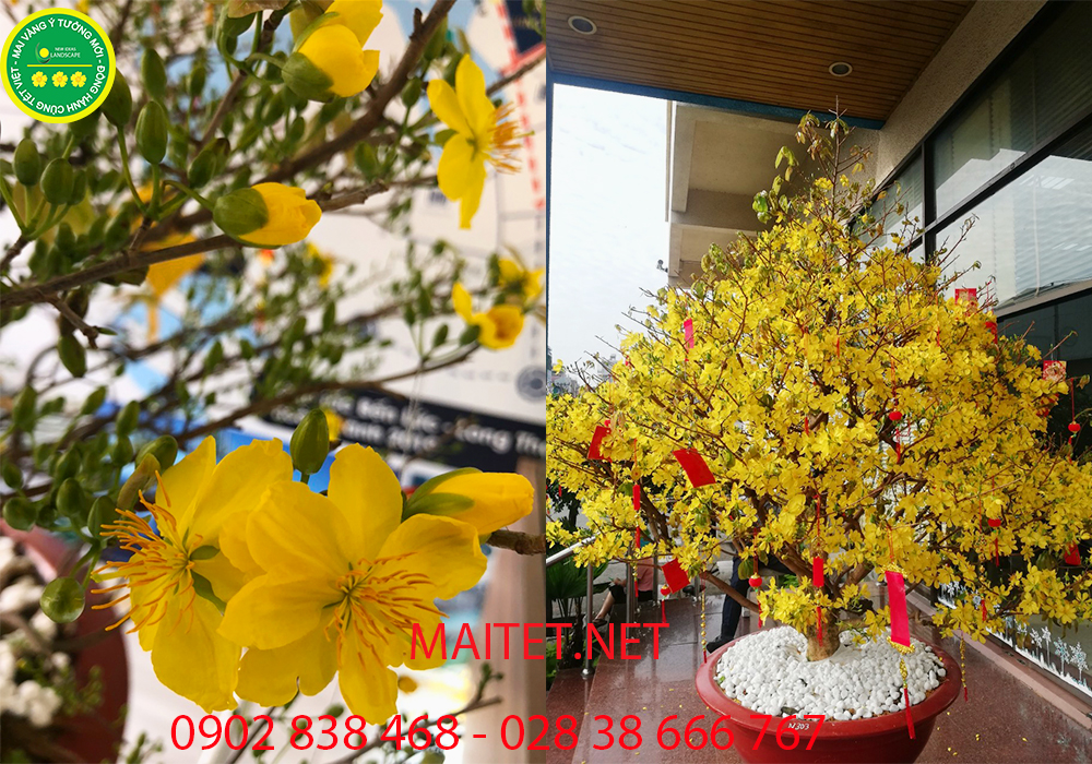 MAI TẾT NĂM CANH TÝ