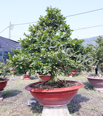 MAI VÀNG MÃ SỐ NIS K211