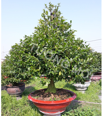 MAI VÀNG MÃ SỐ NIS K210