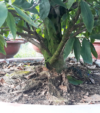 MAI VÀNG MÃ SỐ NIS N306