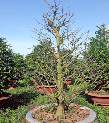 MAI VÀNG MÃ SỐ NIS N307