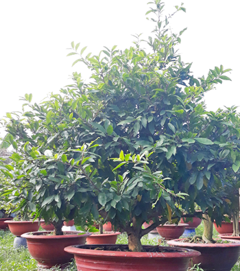 MAI VÀNG MÃ SỐ NIS N311