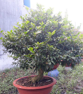 MAI VÀNG MÃ SỐ NIS N312