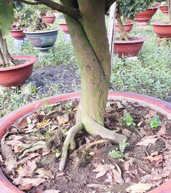 MAI VÀNG MÃ SỐ NIS N314