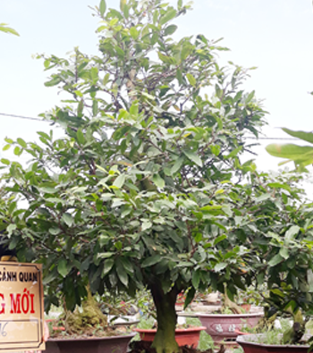 MAI VÀNG MÃ SỐ NIS N316