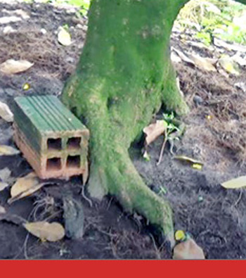 MAI VÀNG MÃ SỐ NIS P102