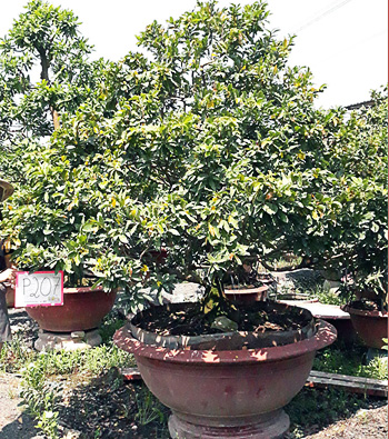 MAI VÀNG MÃ SỐ NISP207