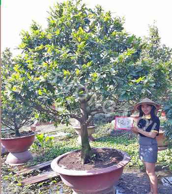 MAI VÀNG MÃ SỐ NIS P215