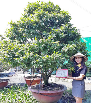 MAI VÀNG MÃ SỐ NIS P219