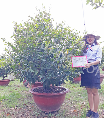 MAI VÀNG MÃ SỐ NIS TA322